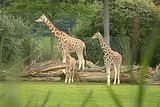 leipzig zoo-01_07_2011_zoo_allgemein_237